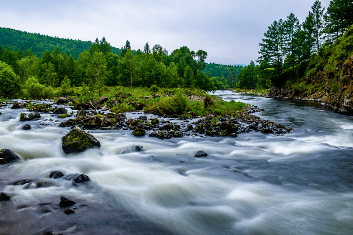 A forest stream
